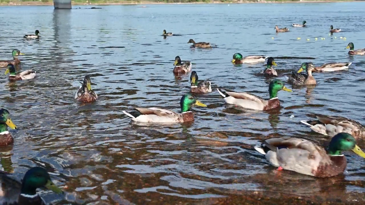 野鸭在叶尼塞河的河岸上吃东西视频下载