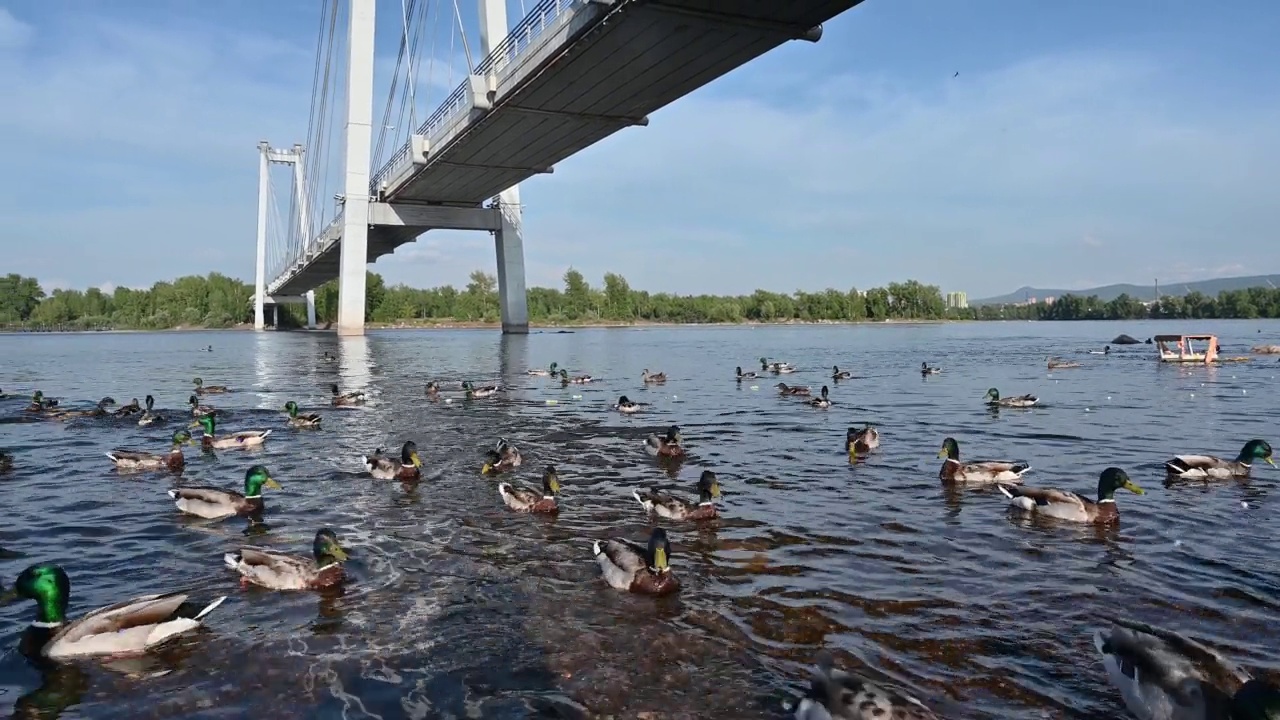 叶尼塞河水中的人行天桥视频下载