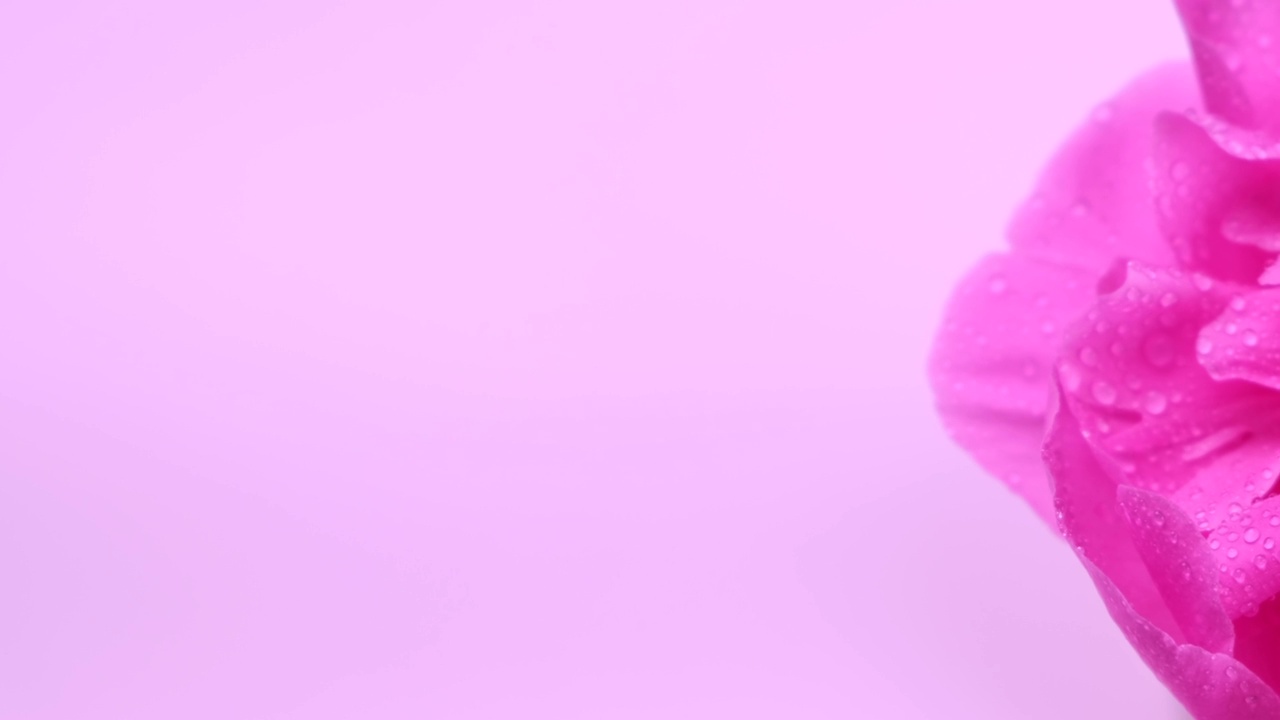 旋转粉红色背景牡丹或粉红色的花，有空间插入，复制空间，花瓣关闭，粉红色的花瓣背景，顶部视图视频下载