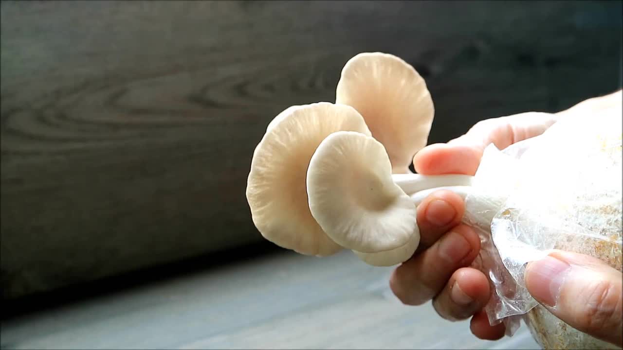 男子的手收获成熟的印度平菇作为室内植物生长的镜头视频素材