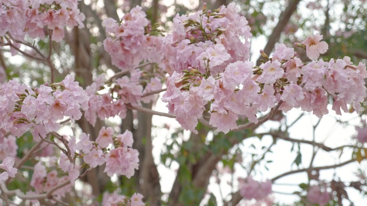 粉红色的樱花随风摇曳视频素材
