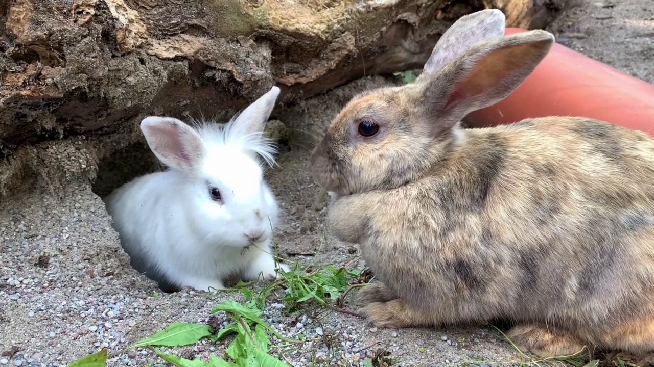 一对可爱的小兔子吃草的特写。复活节的概念、农业视频素材