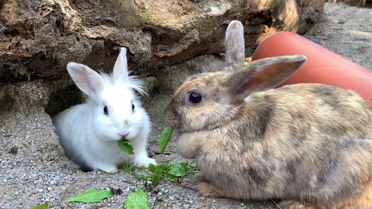 两只灰色和白色的兔子在后院吃新鲜的绿草视频素材