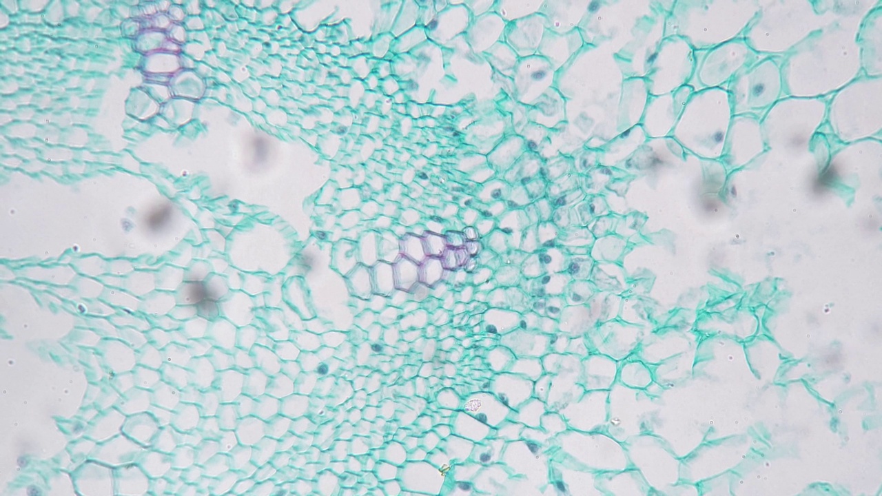在200倍放大显微镜下看到的植物的横切面上的幼根视频下载