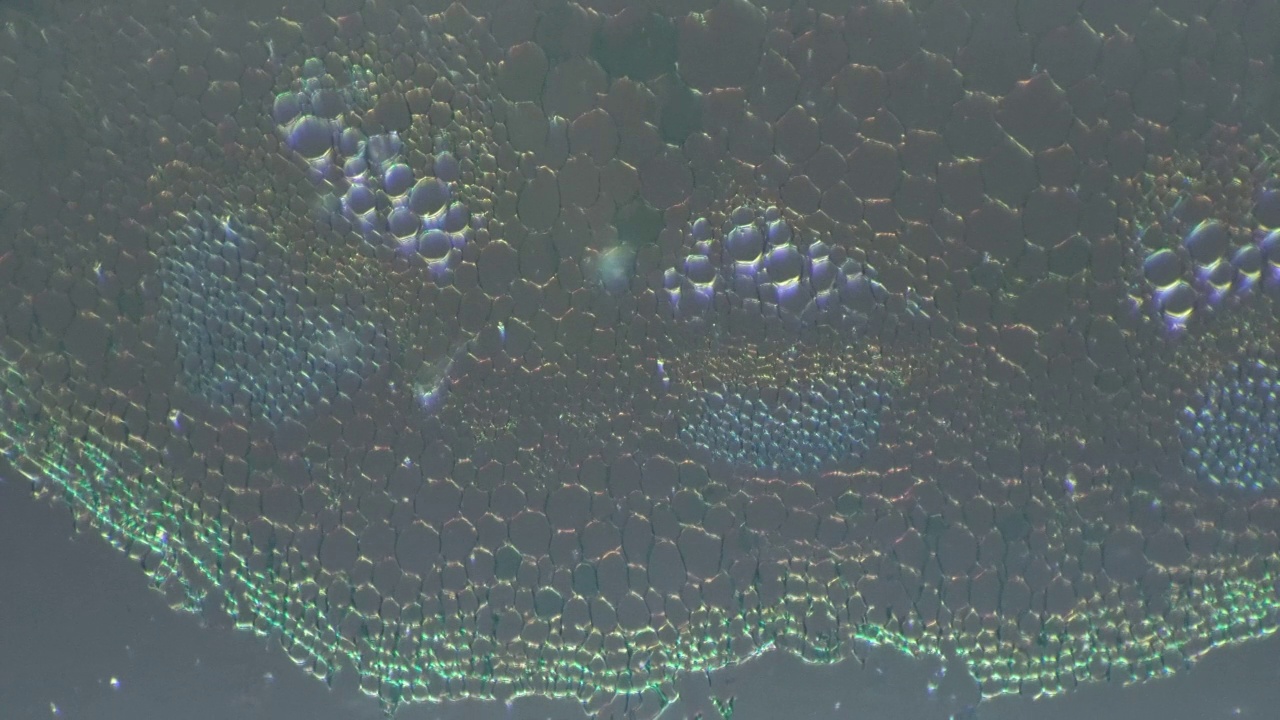 显微镜100倍放大双子叶茎横切斜光视频素材