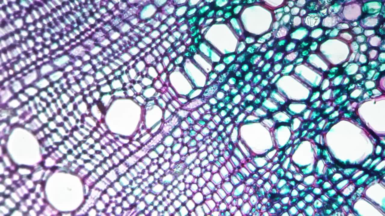显微镜下显示双子叶木本植物茎的横切面科学样本视频素材