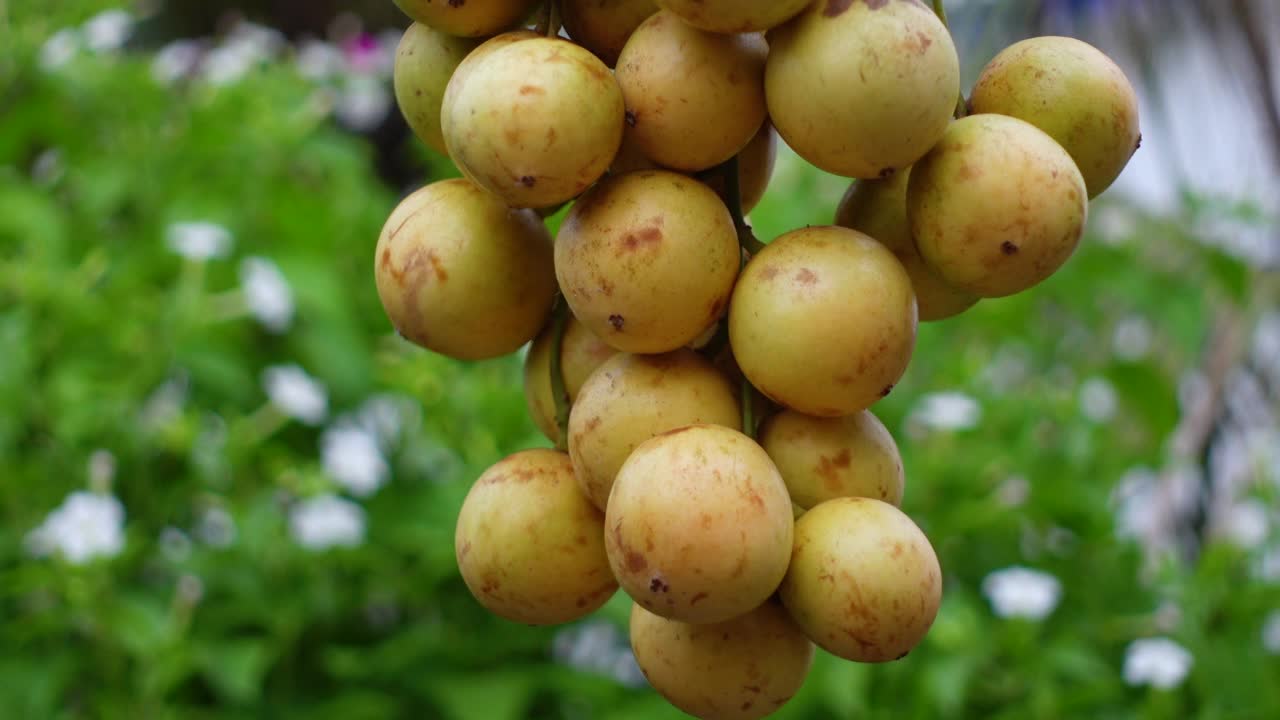 酸，甜和美味的拉肯或bogi果(Baccaurea motleyana)在绿叶背景。朗拜果是一种成熟的黄酸甜果。特写4k视频。视频下载