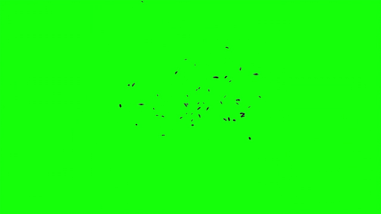 绿幕上的一大群苍蝇视频素材