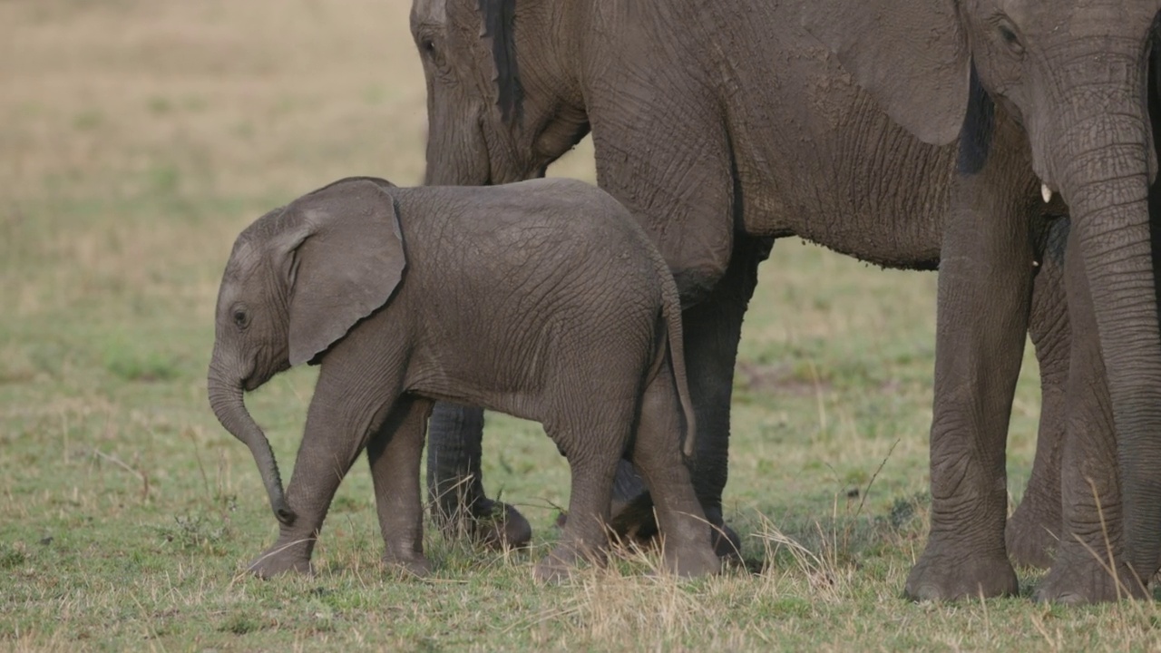 特写镜头。在一个繁殖群中，可爱的小象走在母象和其他母象旁边视频素材