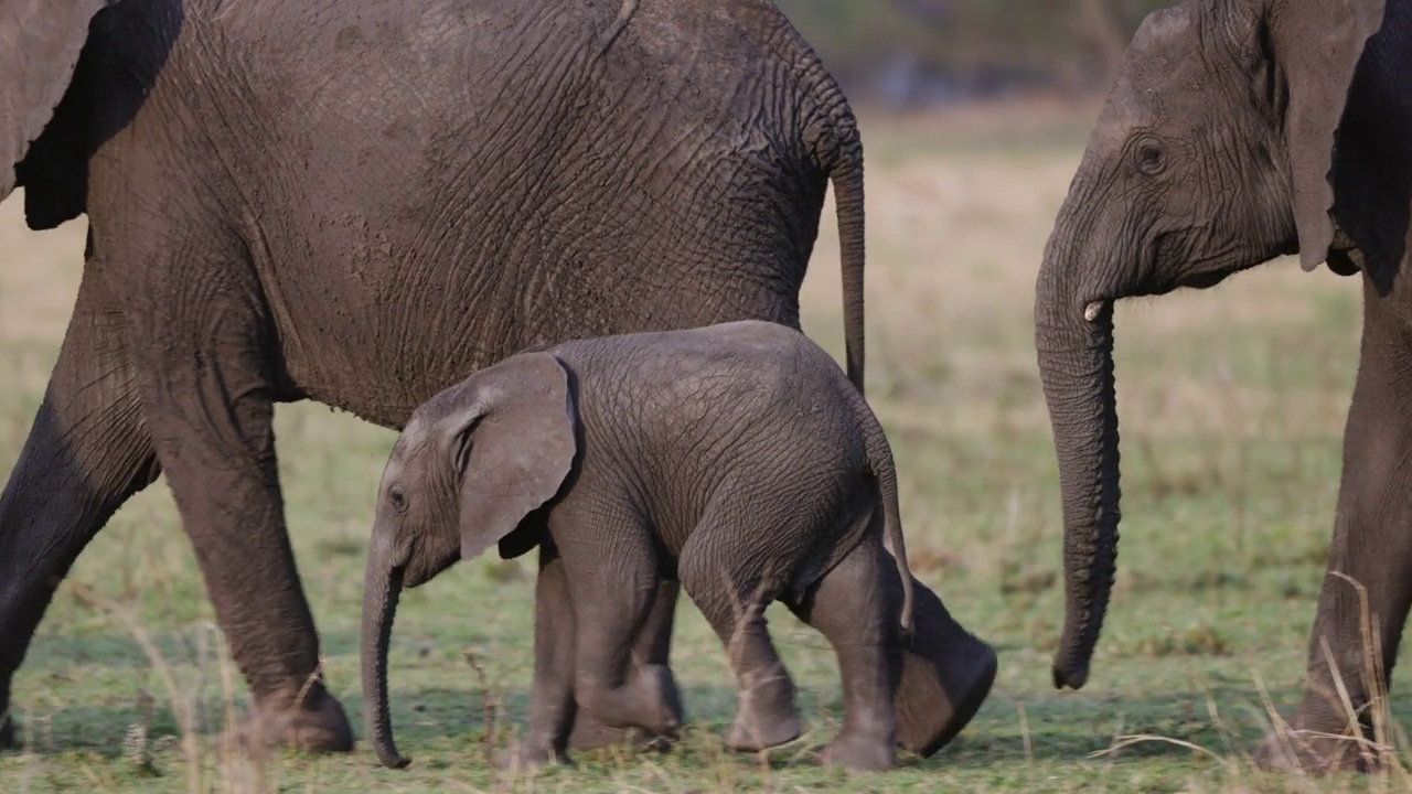 特写镜头。在一个繁殖群中，可爱的小象走在母象和其他母象旁边视频素材