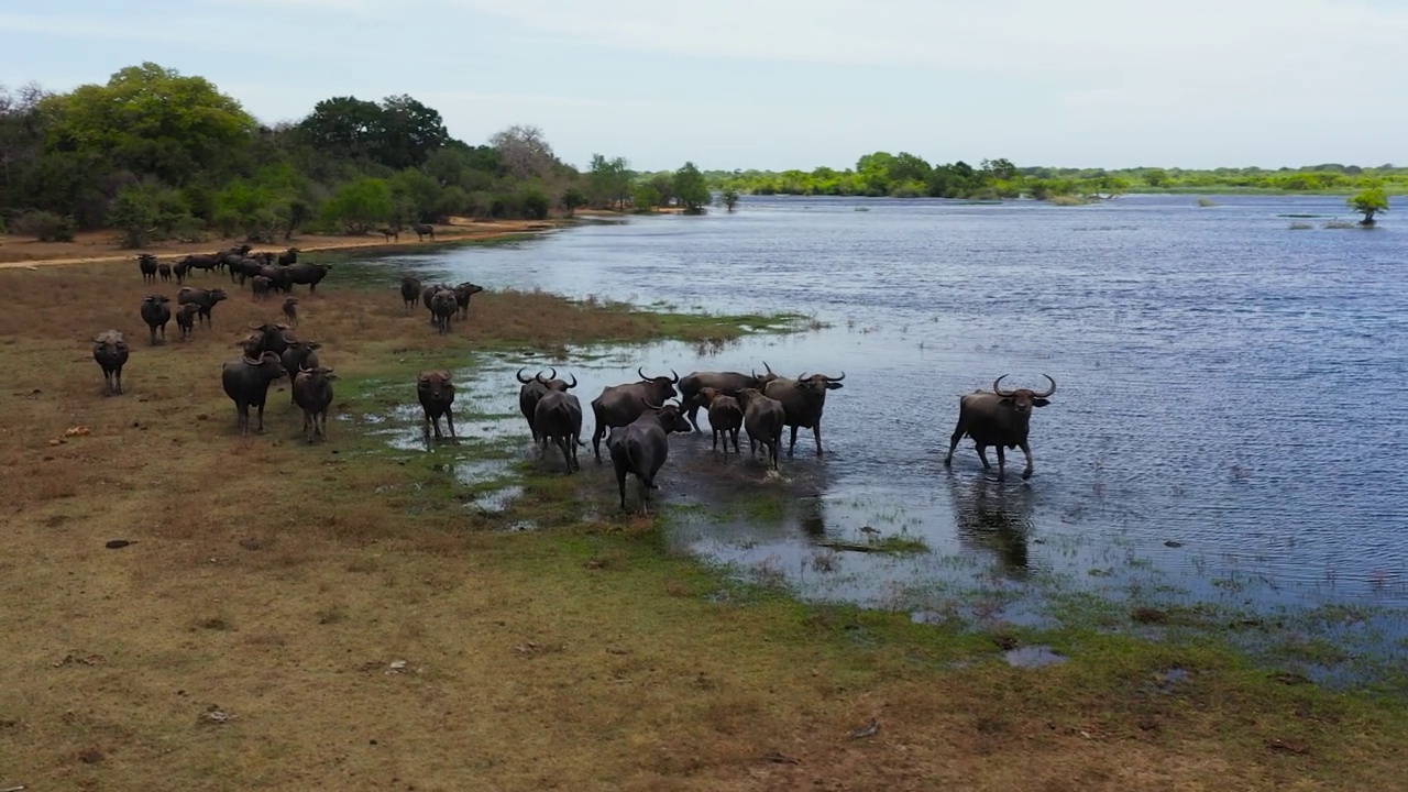 斯里兰卡国家公园里的水牛。视频素材
