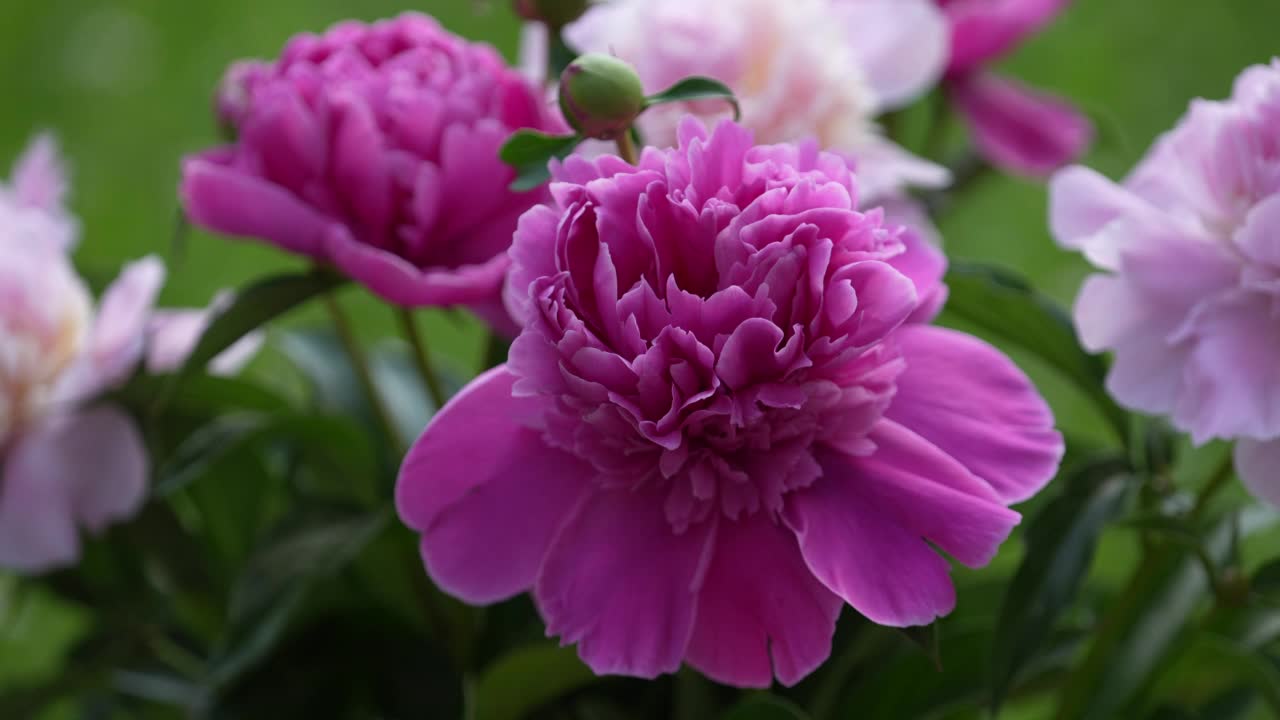 美丽的花束粉红色的牡丹花在花园里随风摇曳视频素材