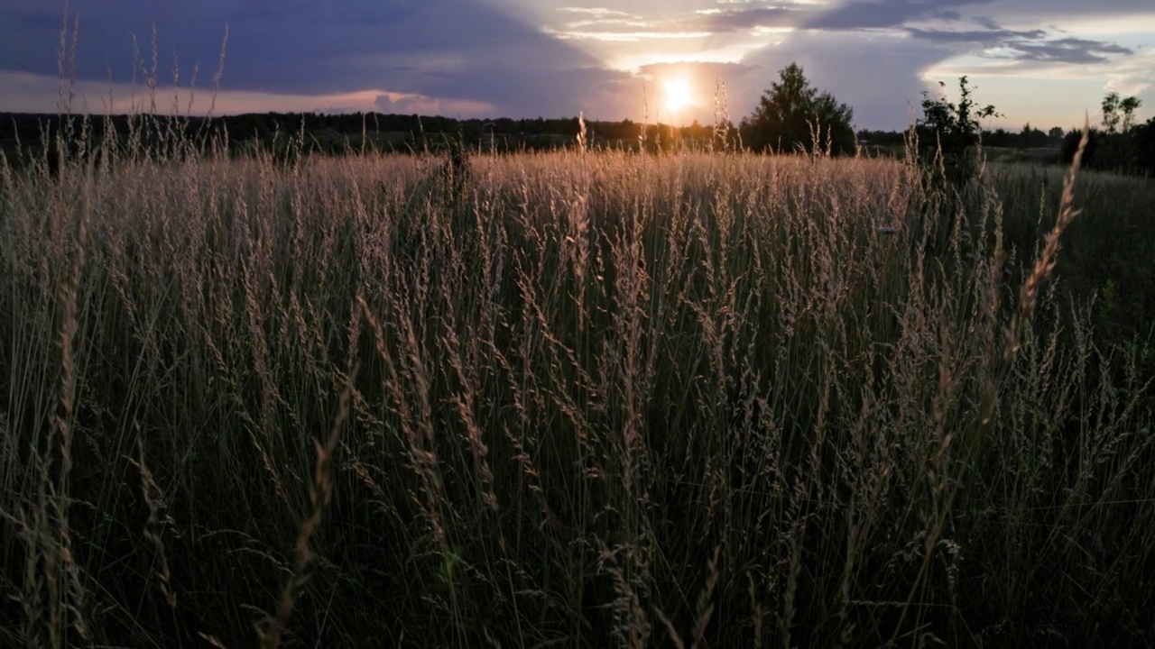 草地羊茅田干燥，草地羊茅草田在夏季夕阳下视频素材