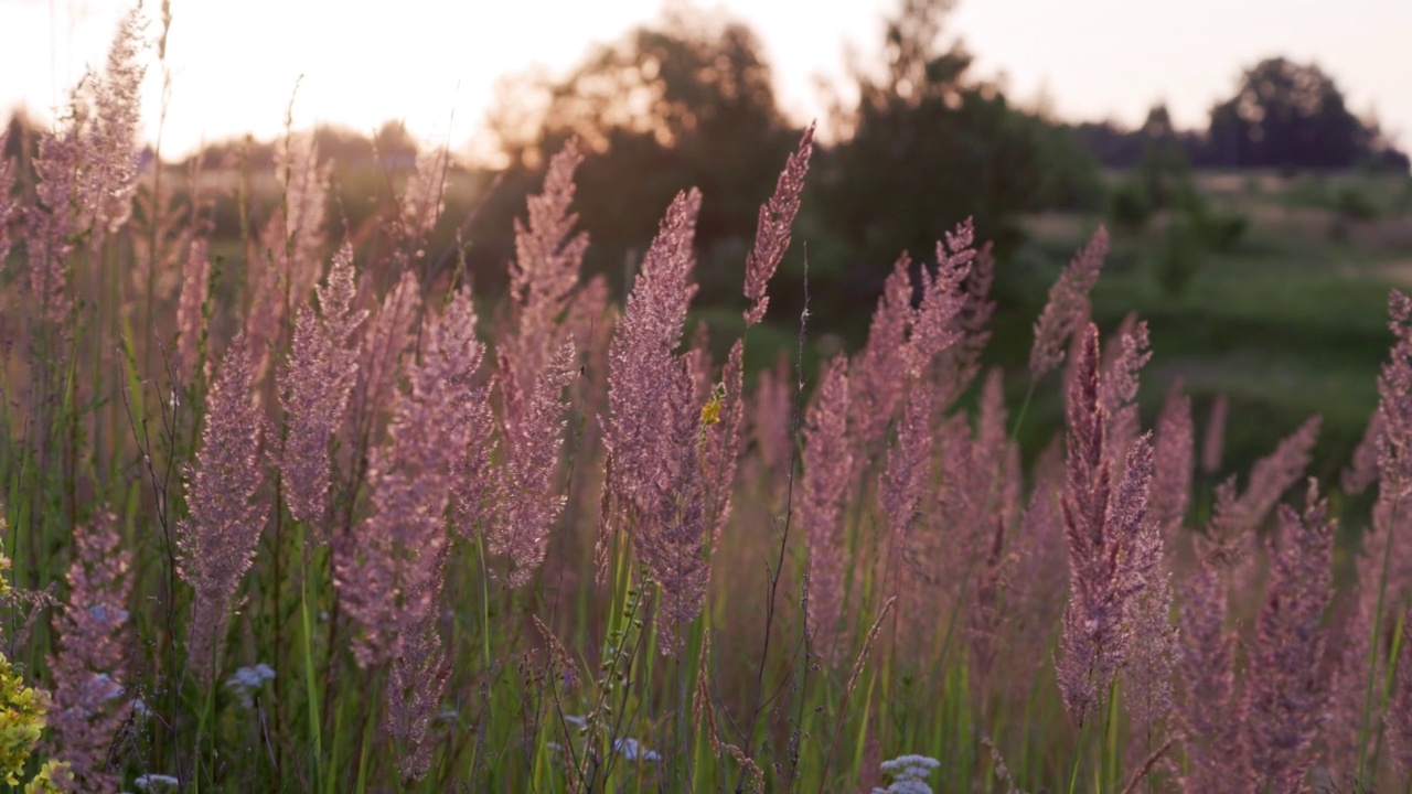 干燥的细毛Melinis minutiflora，在夏夜的光线下田间的草甸视频素材