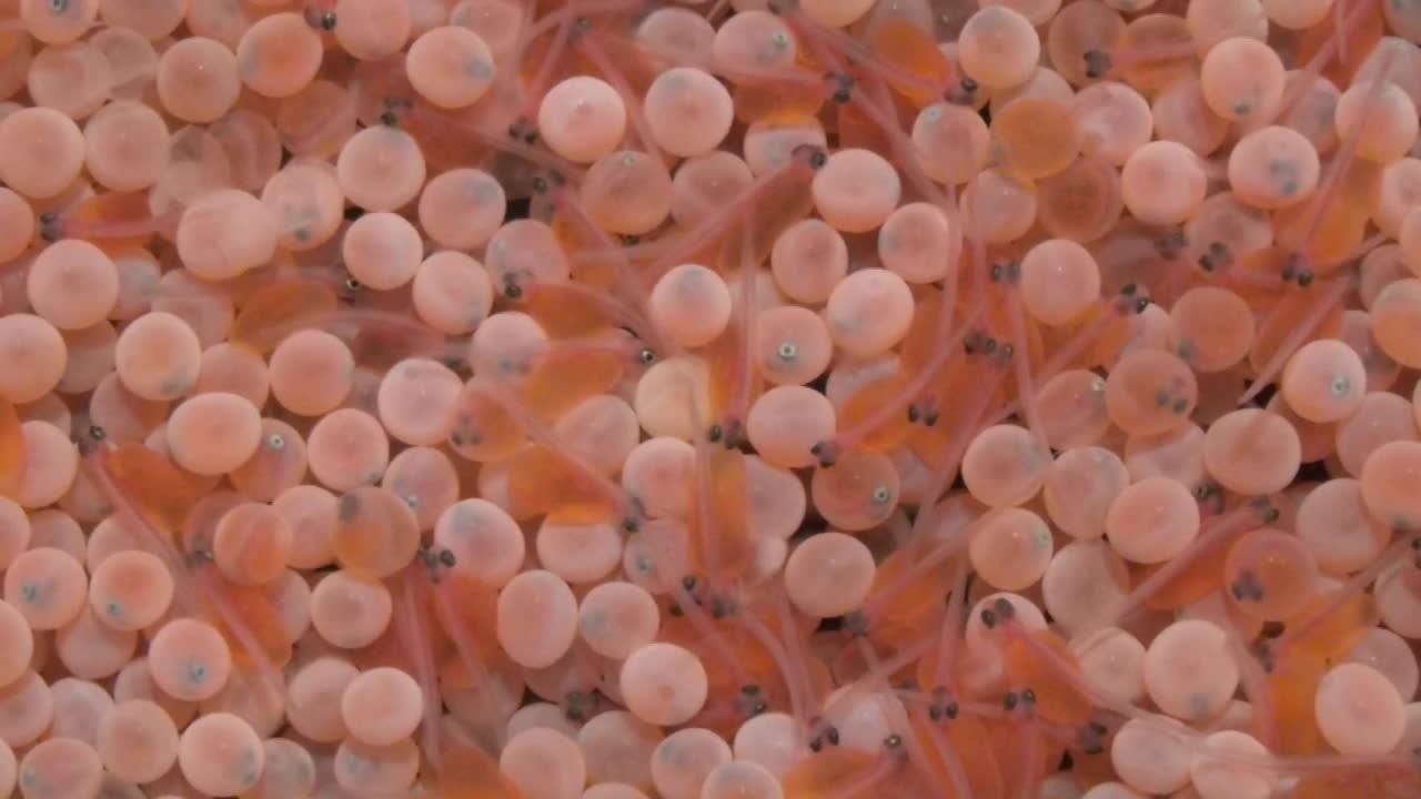 鲑鱼卵孵化，北海道，日本视频下载