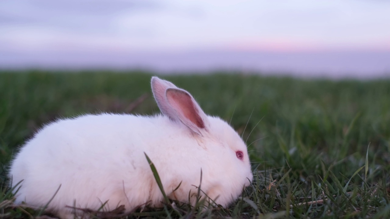 可爱的毛茸茸的兔子在绿色的草地上，户外。兔子在草地上吃草。视频素材