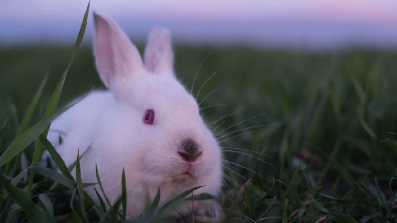 小兔子美味地吃着绿色多汁的草。饥饿的白色的兔子视频素材