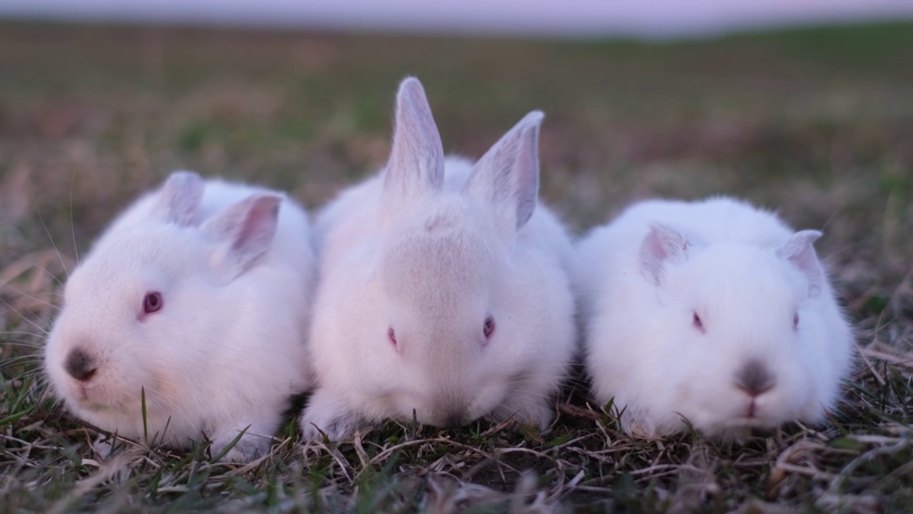 三只小兔子在绿色的草地上。视频素材