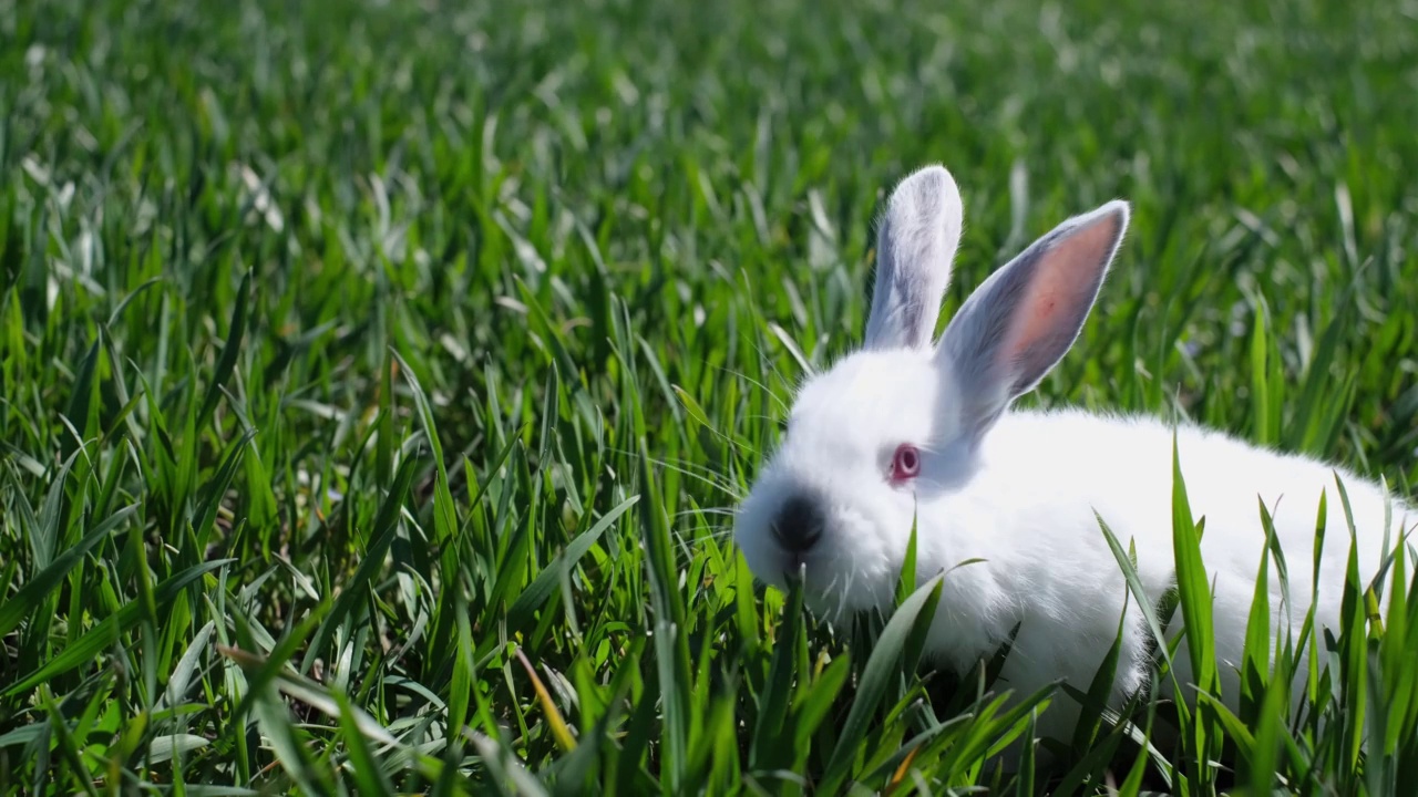 一只小白兔吃着绿草，看着周围的大自然。视频素材