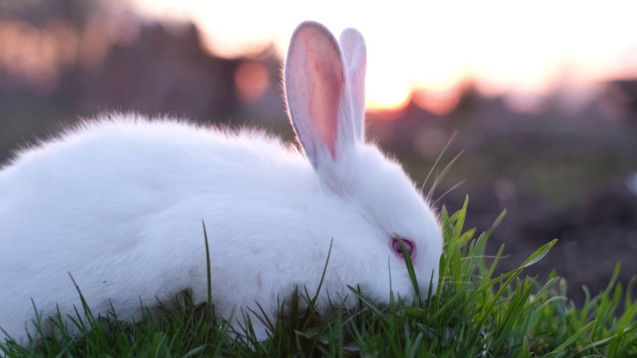 装饰毛茸茸的白色小兔子吃草，可爱的家养小兔子画像视频素材