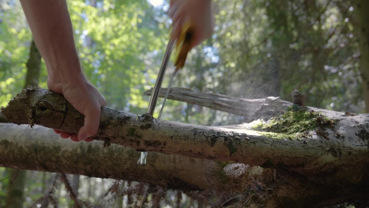 一只雄猩猩在森林中用手锯锯开一根细树枝。特写，低角度拍摄，实时，平移和旋转，瑞士，欧洲视频素材