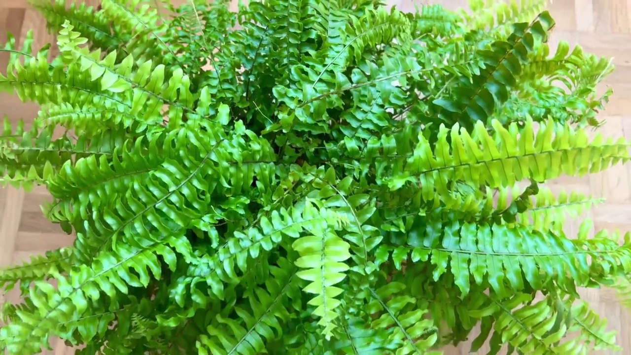 美丽的盆栽波士顿蕨类植物或绿色淑女室内植物的叶子视频下载