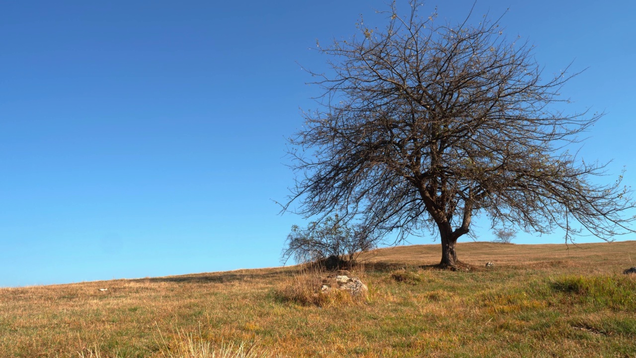 田野中央孤独的树。地平线。视频下载