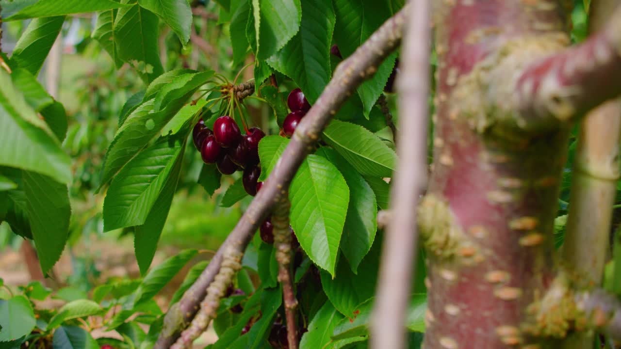 新鲜有机多汁浆果的树枝。夏天树上红色成熟的樱桃，慢动作，特写。果园。园艺。幸福的收获。农场的一个晴天。视频素材