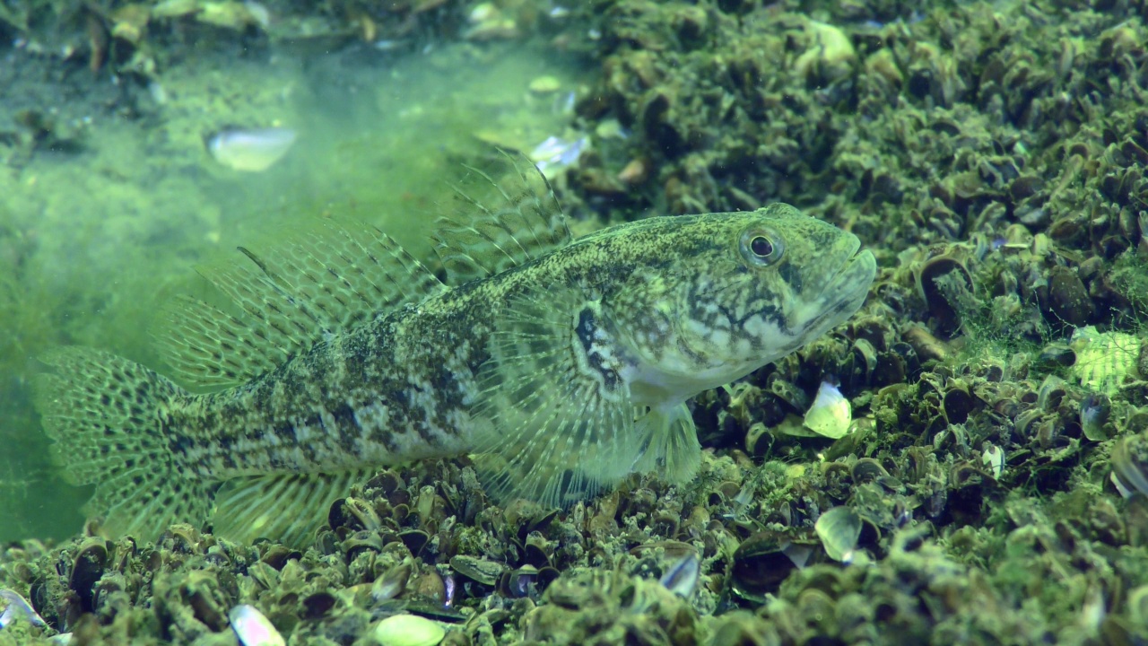 繁殖草虾虎鱼:雄性守护巢穴。视频下载