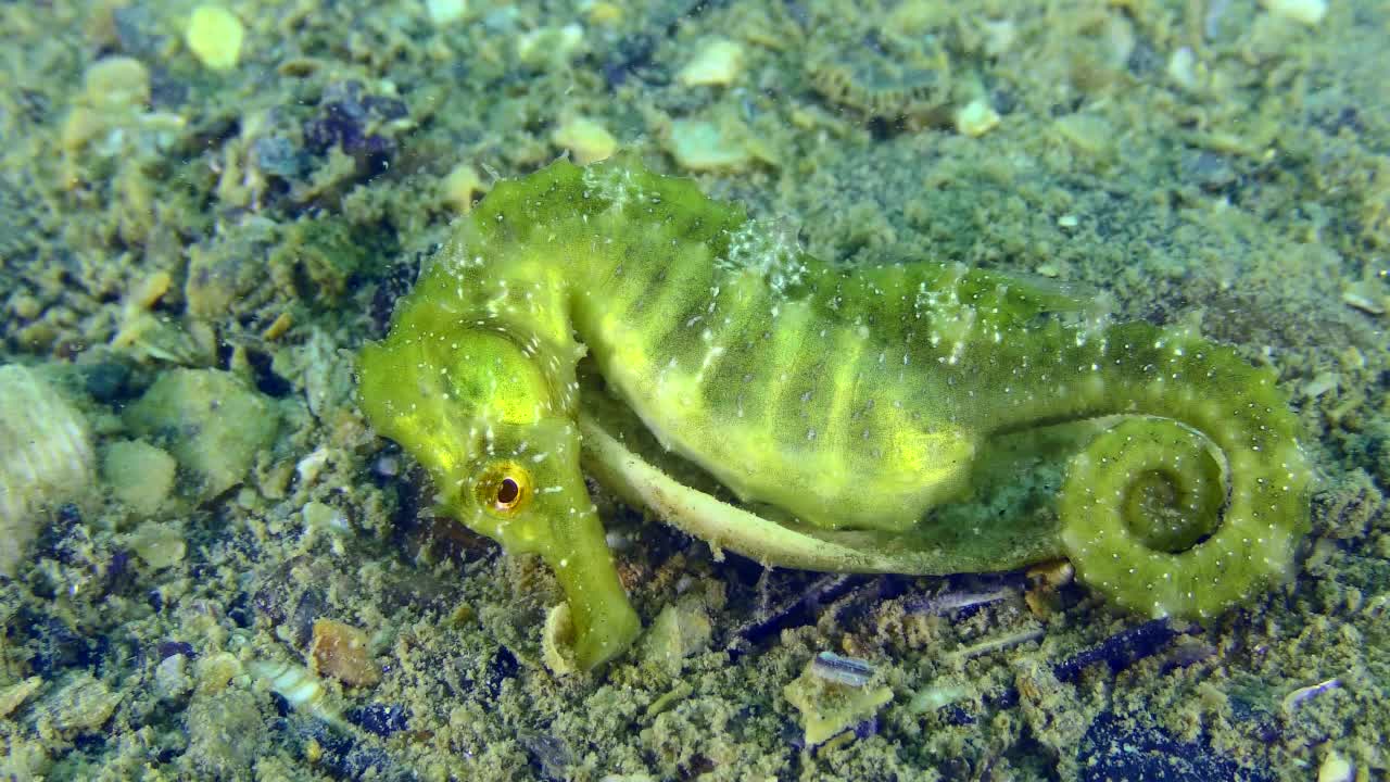 海底的翠绿色长鼻海马。视频下载