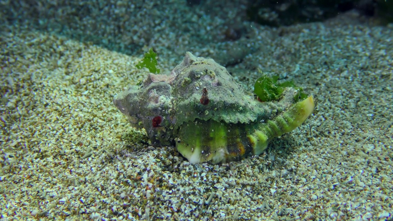 海底的腹足动物Murex。视频素材