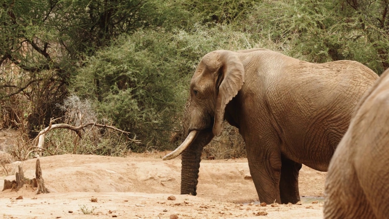 非洲老象在湿地景观野生动物园-内罗毕，肯尼亚视频素材
