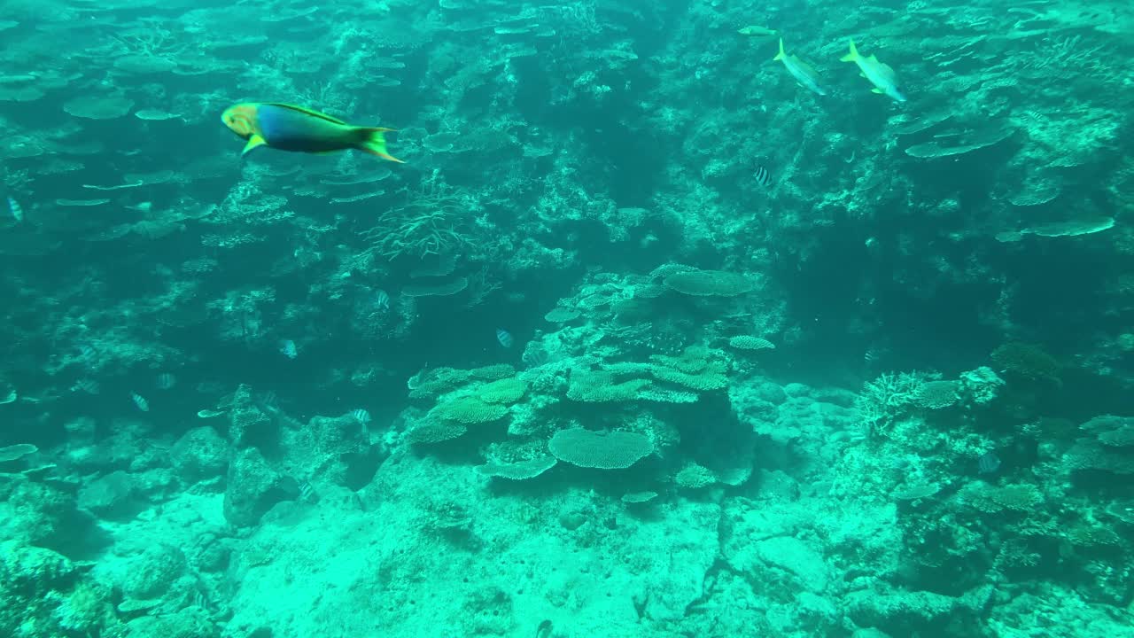 珊瑚鱼的鱼群视频素材