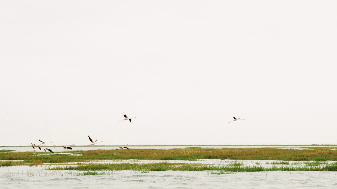 一群火烈鸟在摩洛哥大西洋海岸的拉克奈拉飞翔。视频素材