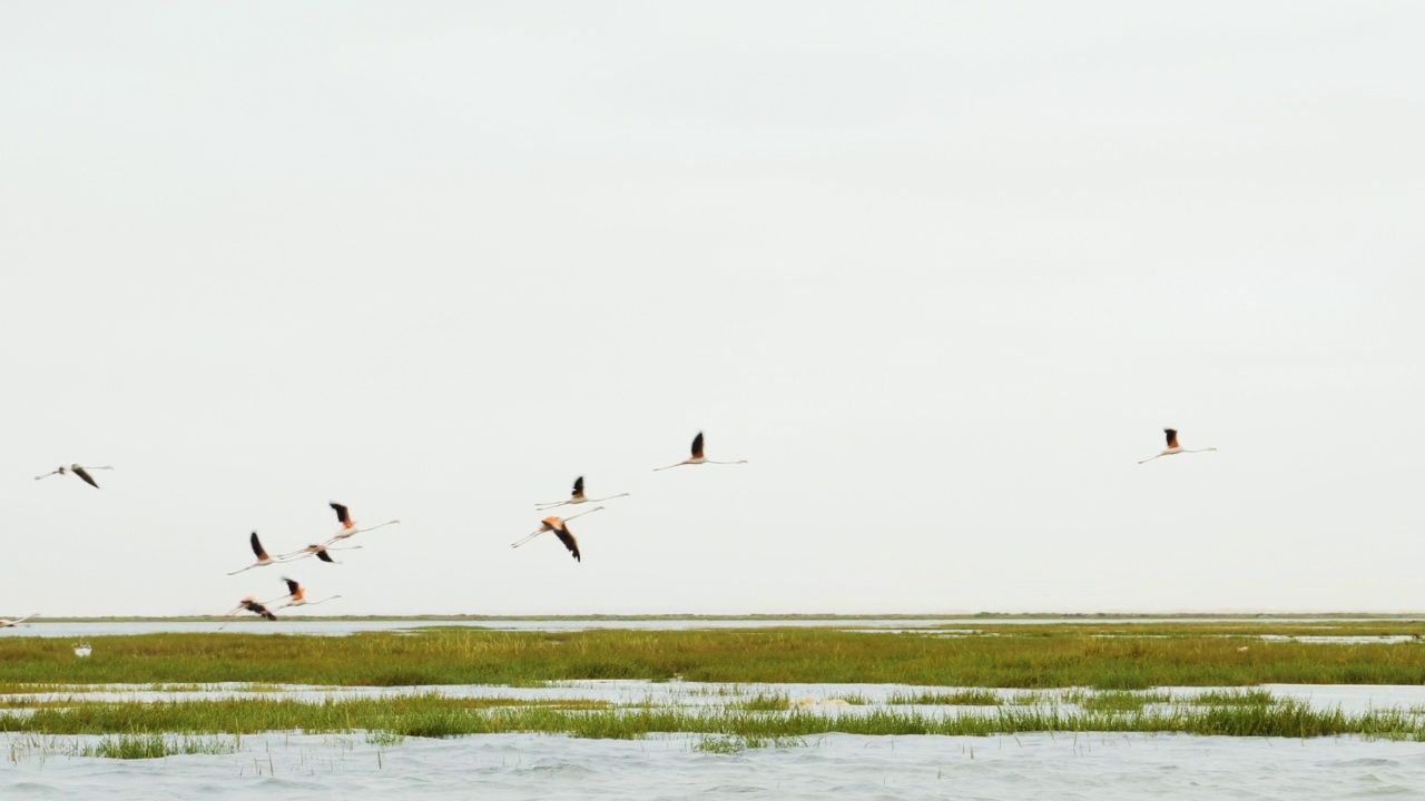 一群火烈鸟在摩洛哥大西洋海岸的拉克奈拉飞翔。视频素材