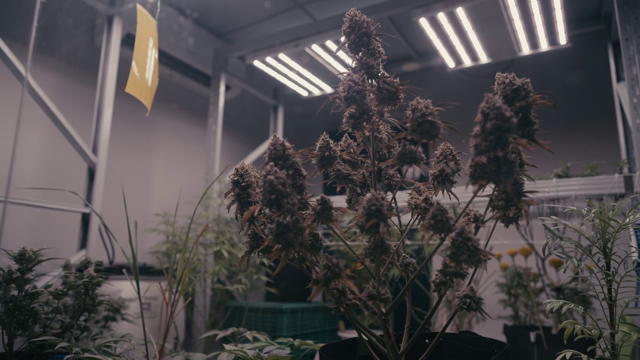 关闭大麻籼稻开花和制造毛状体的最后阶段，等待收获在种植园的房间有机生长视频素材
