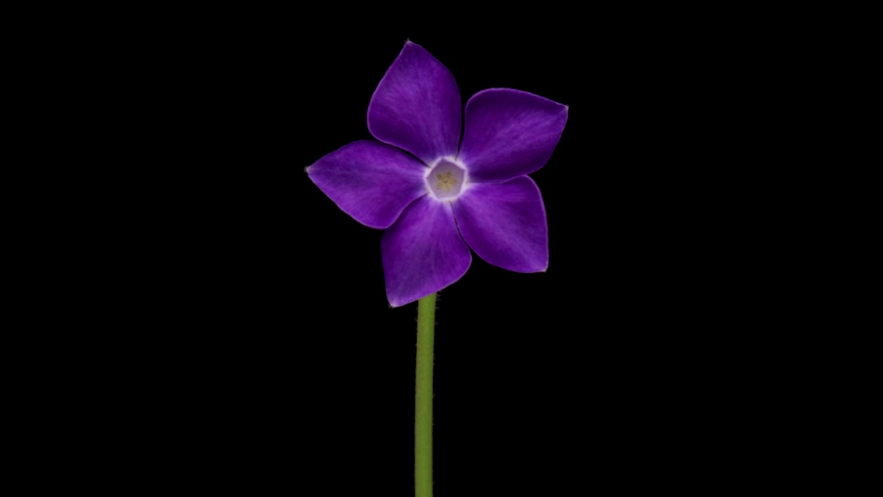 种植小长春花或长春花的延时。紫罗兰长春花盛开在黑色的背景视频下载