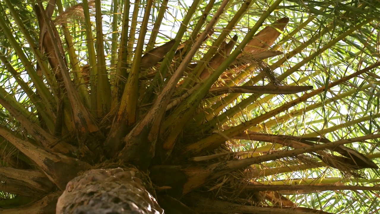 树干和棕榈树的顶部。视频素材