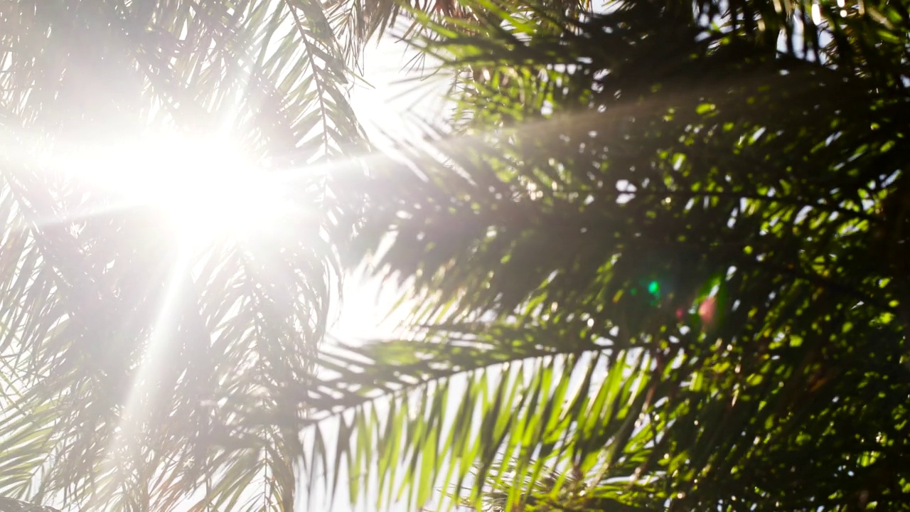 一道明亮的阳光透过棕榈叶照射进来。视频素材