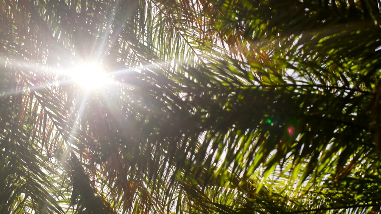明亮的阳光透过棕榈叶照射进来。视频素材