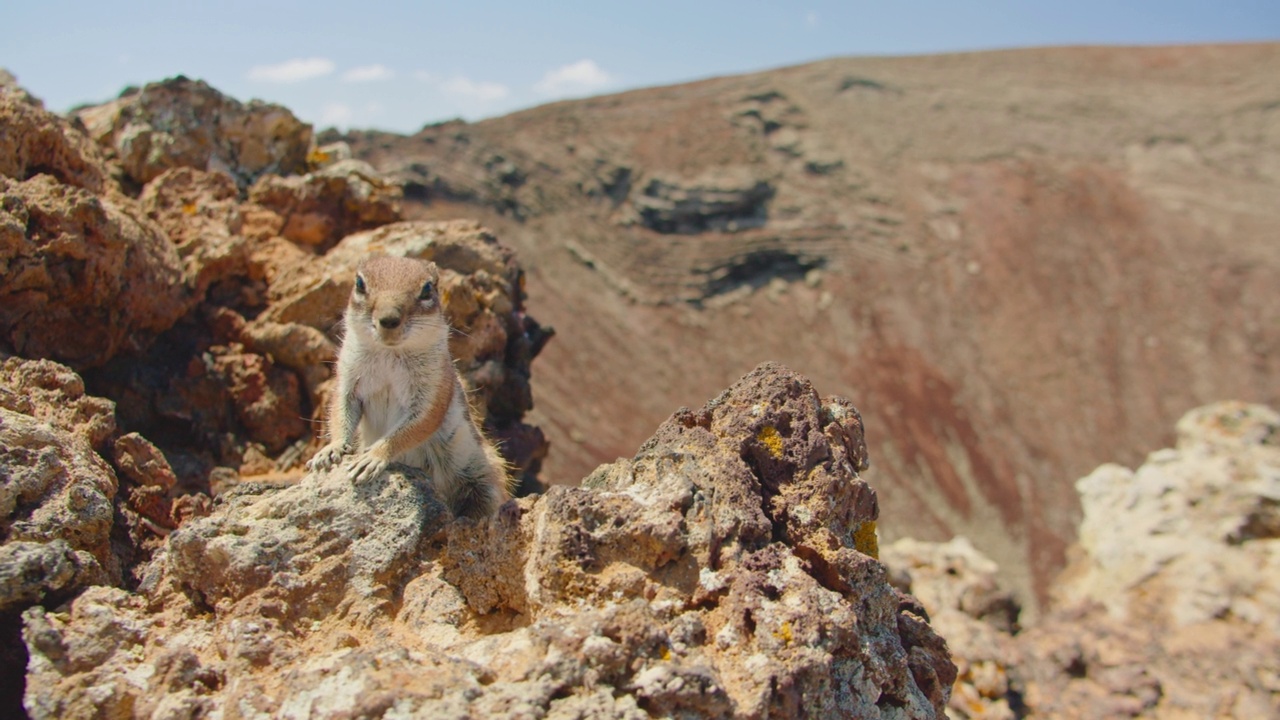 自然环境下的地灰松鼠，野生动物，特写，细节，4k。沙漠火山景观。Fuerteventura,加那利群岛。手持的，实时的。视频素材