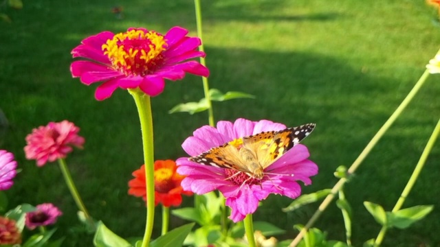 蝴蝶和鲜花。绿色的自然背景。视频素材