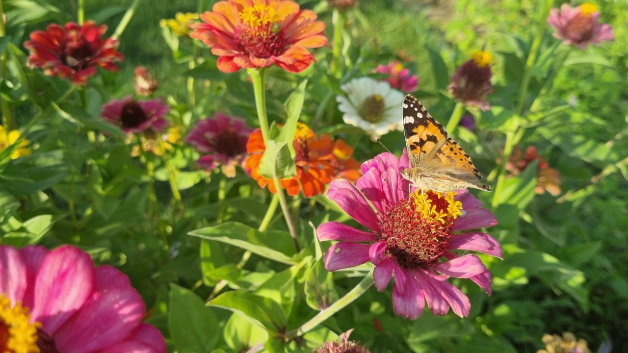 蝴蝶和鲜花。绿色的自然背景。视频下载