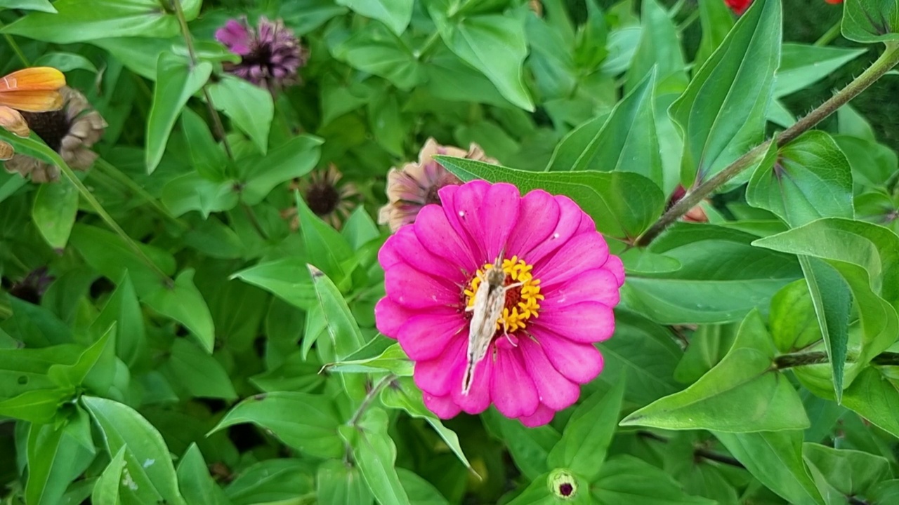 蝴蝶和鲜花。绿色的自然背景。视频下载