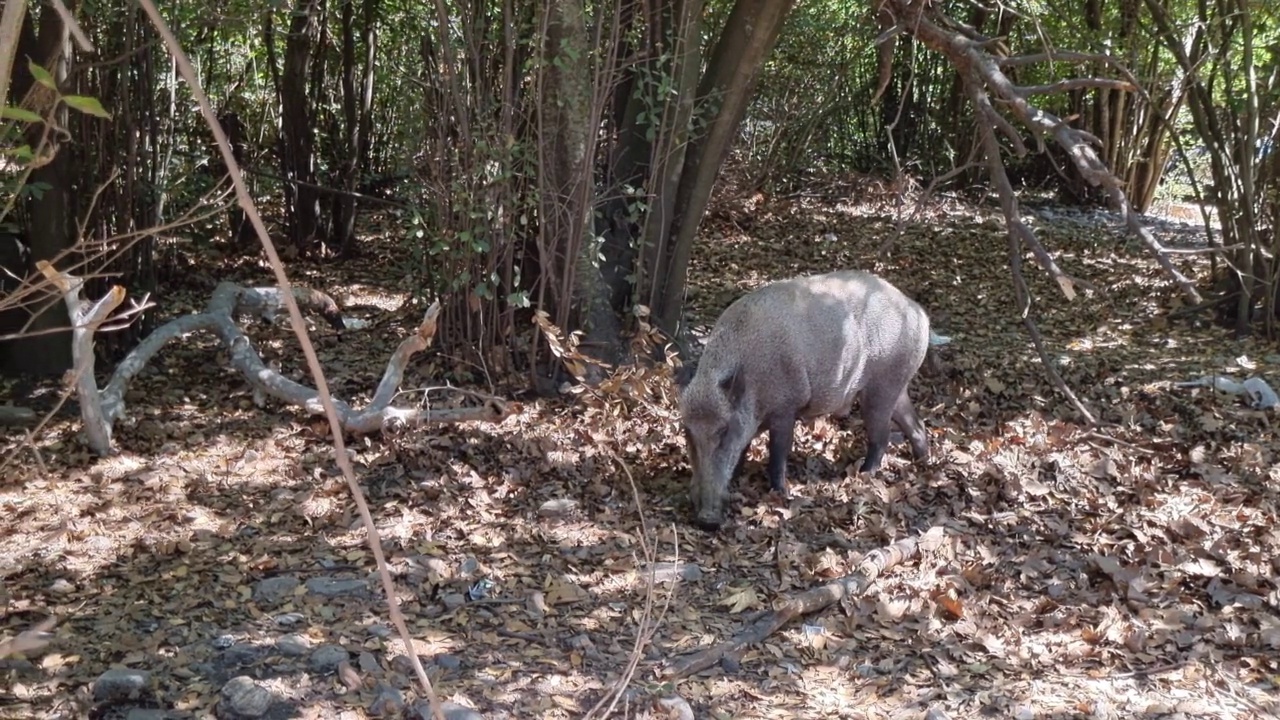 野猪。森林的背景。视频下载
