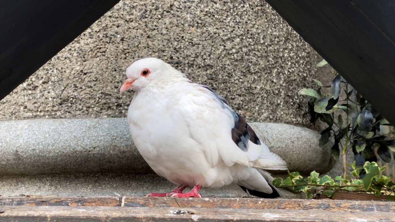 白羽鸽子站在屋檐下寻找食物视频下载