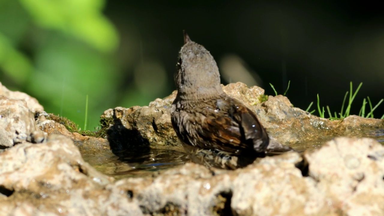 自然和鸟。常见的白喉莺。西尔维亚(普通的)。自然背景。视频下载
