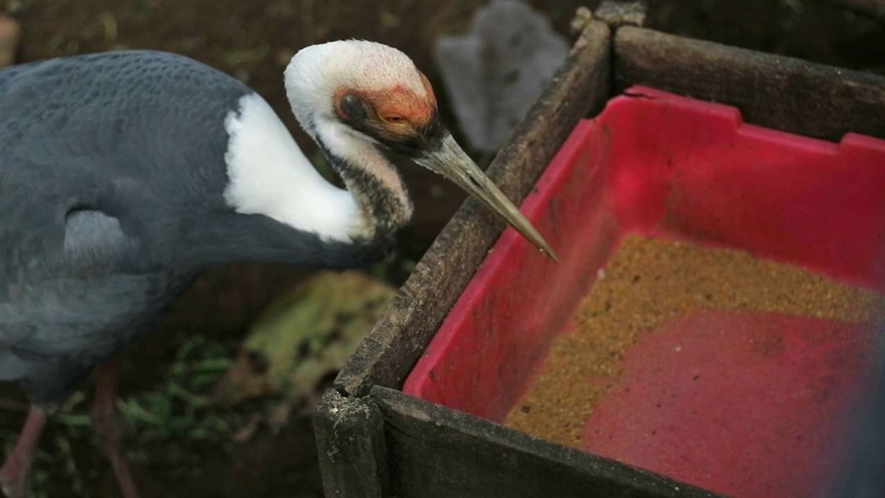 在动物园里吃容器里的鹳鸟视频下载