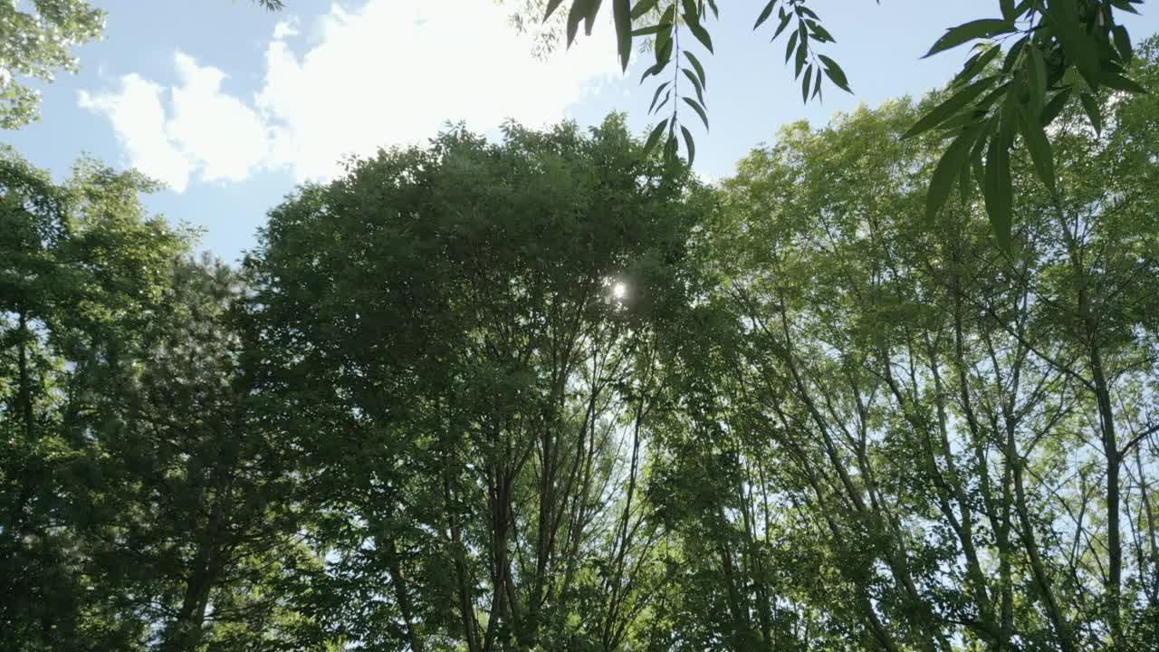 镜头向上看，在树下慢慢移动。树叶映衬着蓝天。夏天的一天视频素材