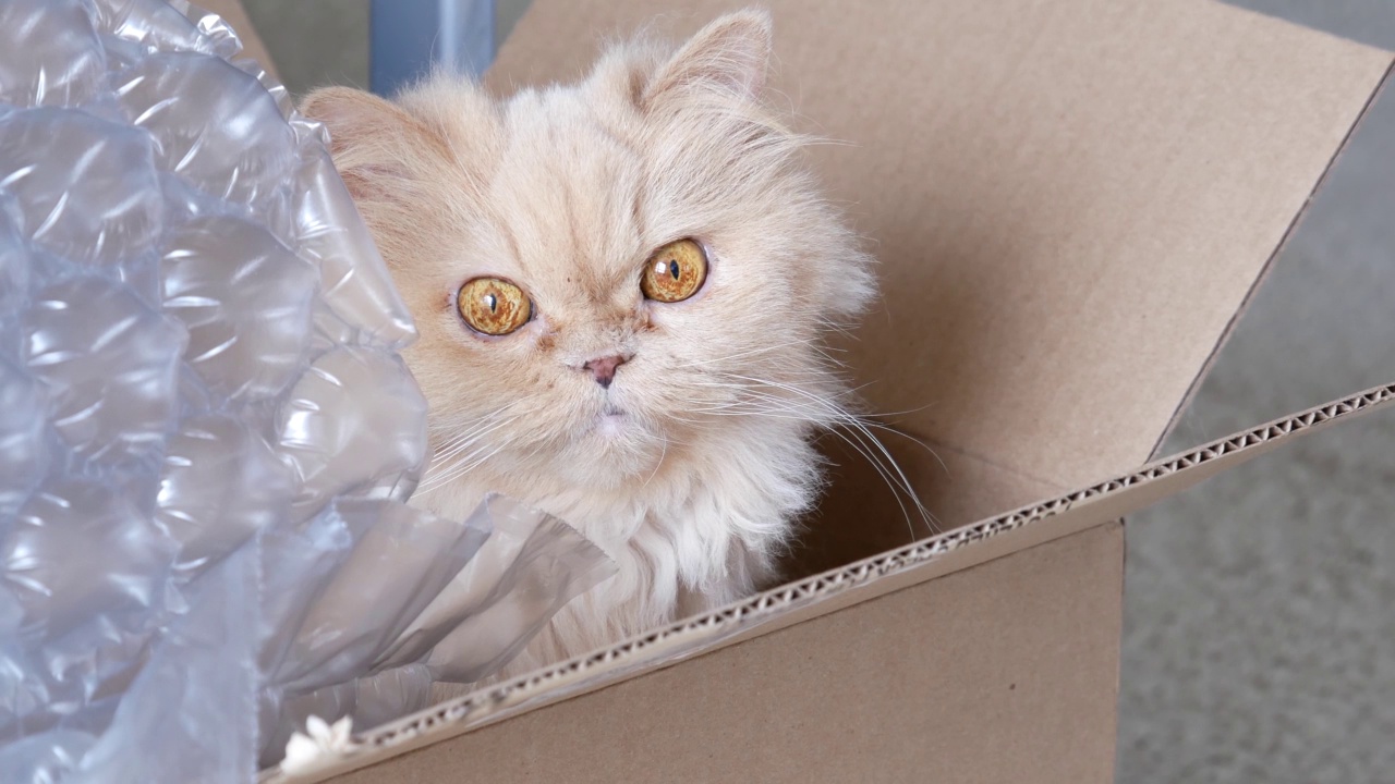 4k分辨率的波斯猫头盯着盒子里的人视频下载
